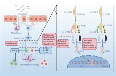 Anti-IL23/12 agents and JAK inhibitors for inflammatory bowel disease